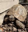 Spur Thighed : Female approx  63 year old (Bluebell)